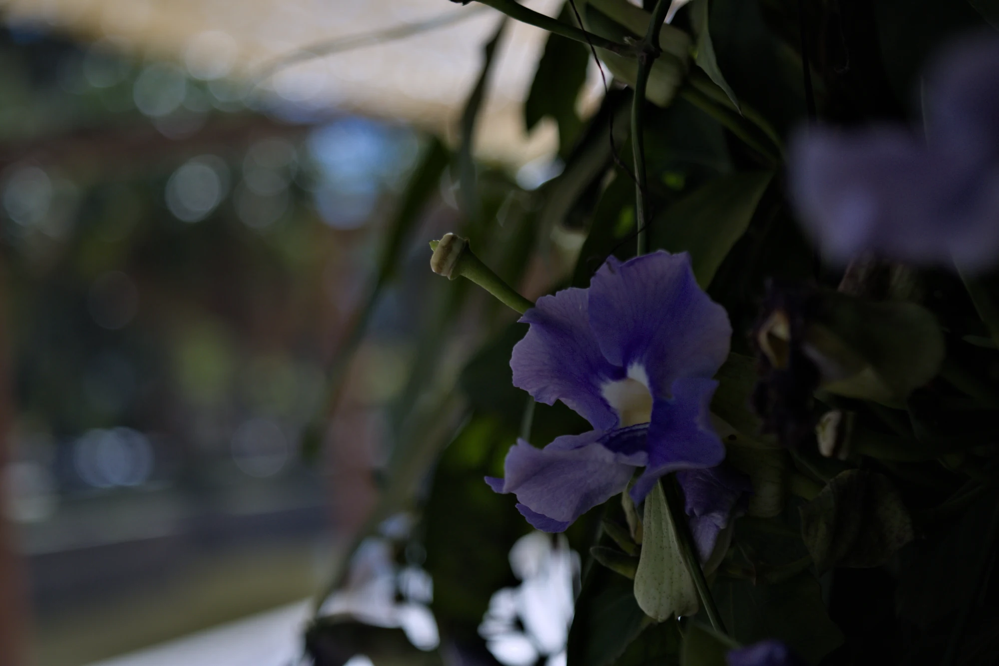 Industar-50-2 50mm f3.5 (M42) - _I4A2436.webp